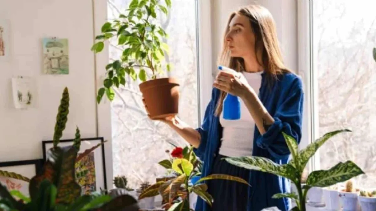 Jogue isso na suas plantas e ela viverá