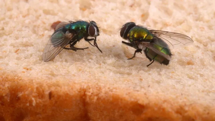 eliminar moscas e mosquitos da sua casa