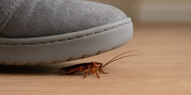 nao deve pisar em Baratas dentro da sua casa?