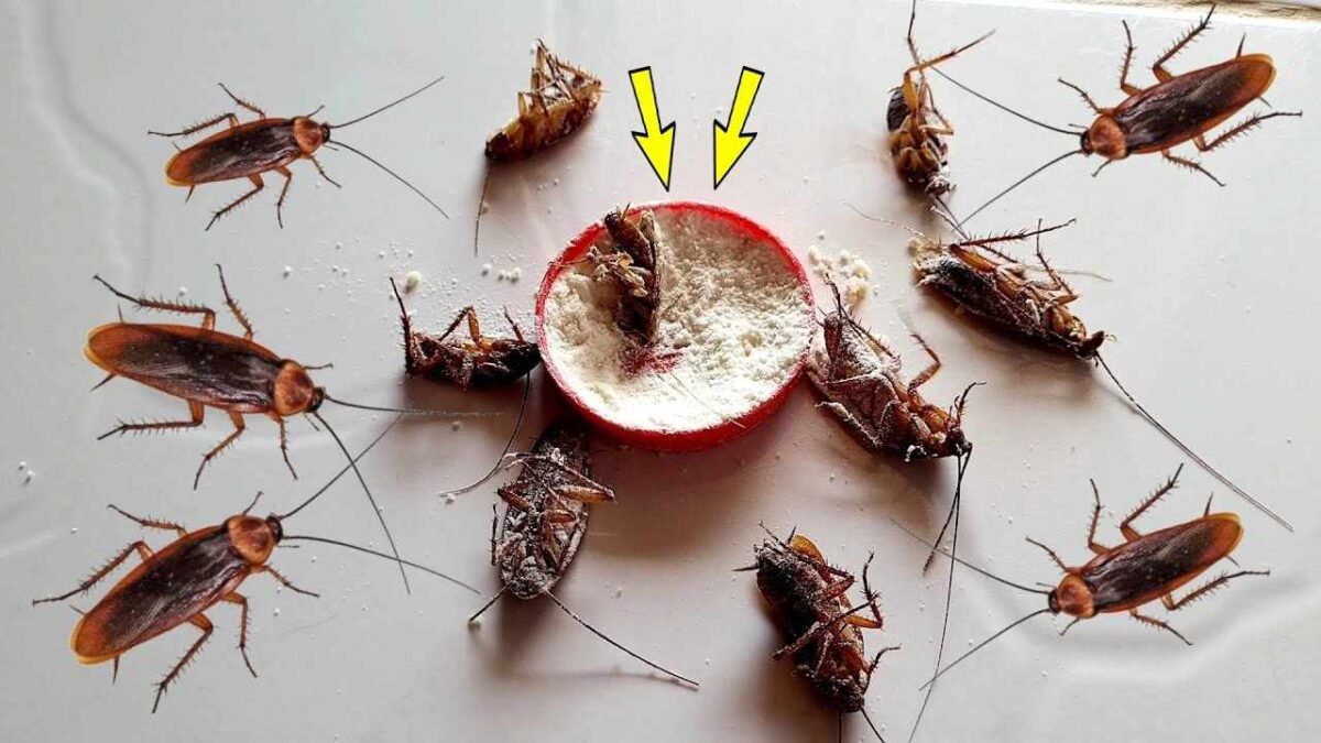 eliminar baratas e formigas de sua casa