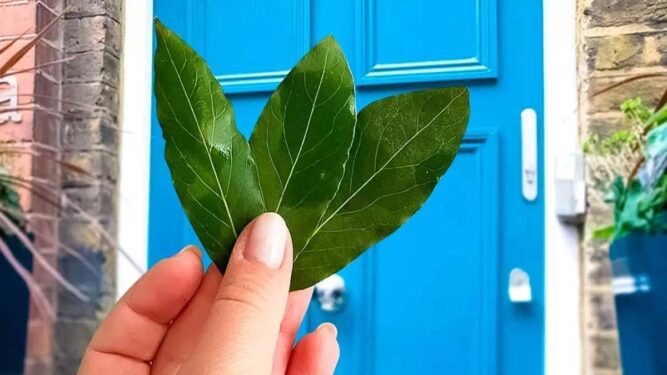 Folha de louro: por que ela deve ser pendurada na frente da porta de casa? Folha de louro pendurada na frente da porta