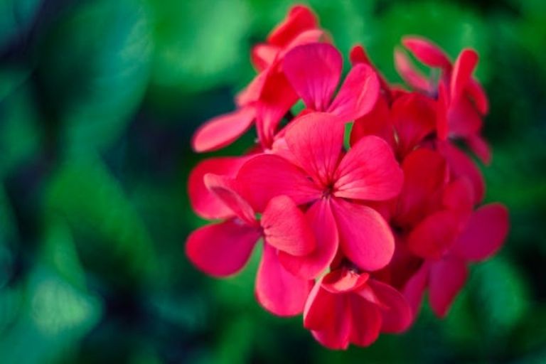 3 plantas que atraem azar 3