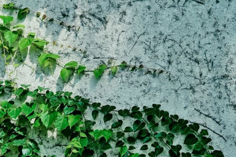 3 plantas que atraem azar 3