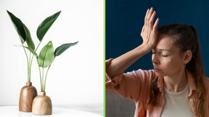 3 plantas que atraem azar: tire-as de dentro da sua casa agora! 3 plantas que atraem azar 3