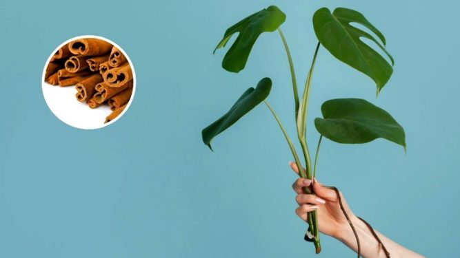 benefícios de usar canela em suas plantas
