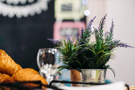 planta lavanda na cozinha