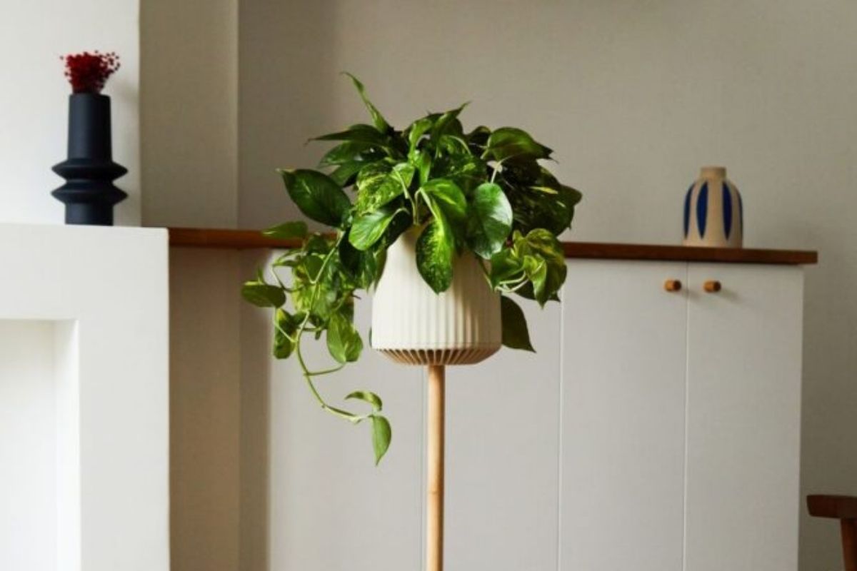 A “super planta” que limpa o ar 30 vezes melhor que as comuns