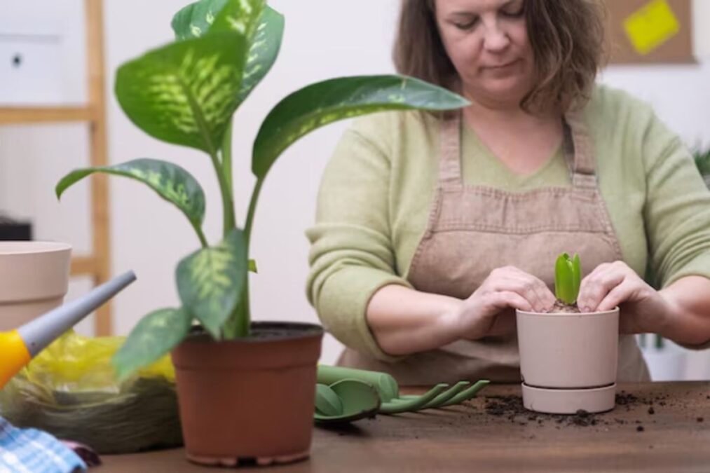 Fertilizante natural de plantas