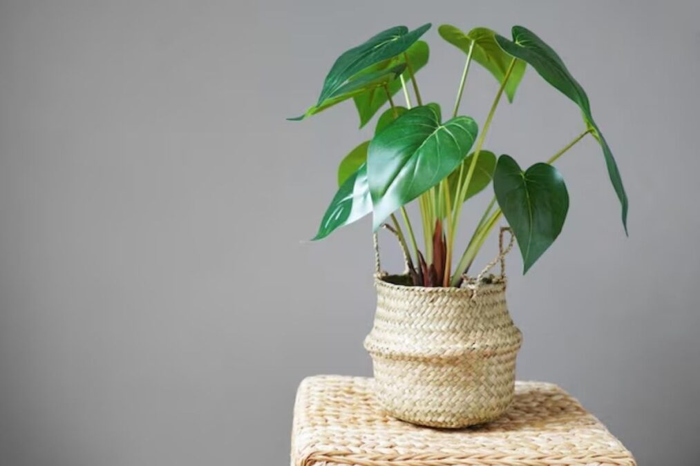 Lugar certo boas energias com a planta