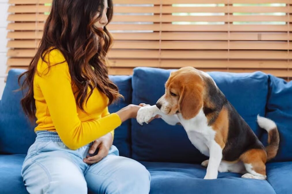 Seu cachorro te entende