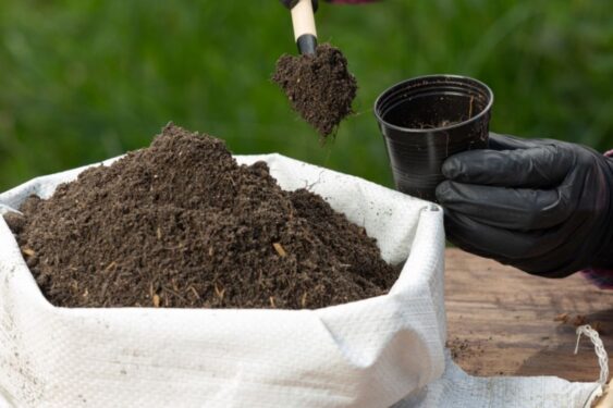 Como medir e ajustar o pH da terra para turbinar suas plantas e árvores Lugar certo para planta do dinheiro