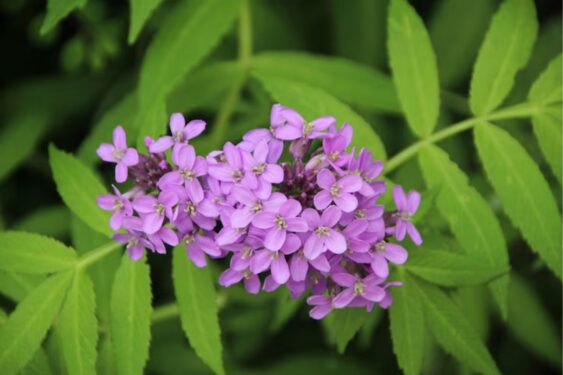 Ciência recomenda o consumo desta planta