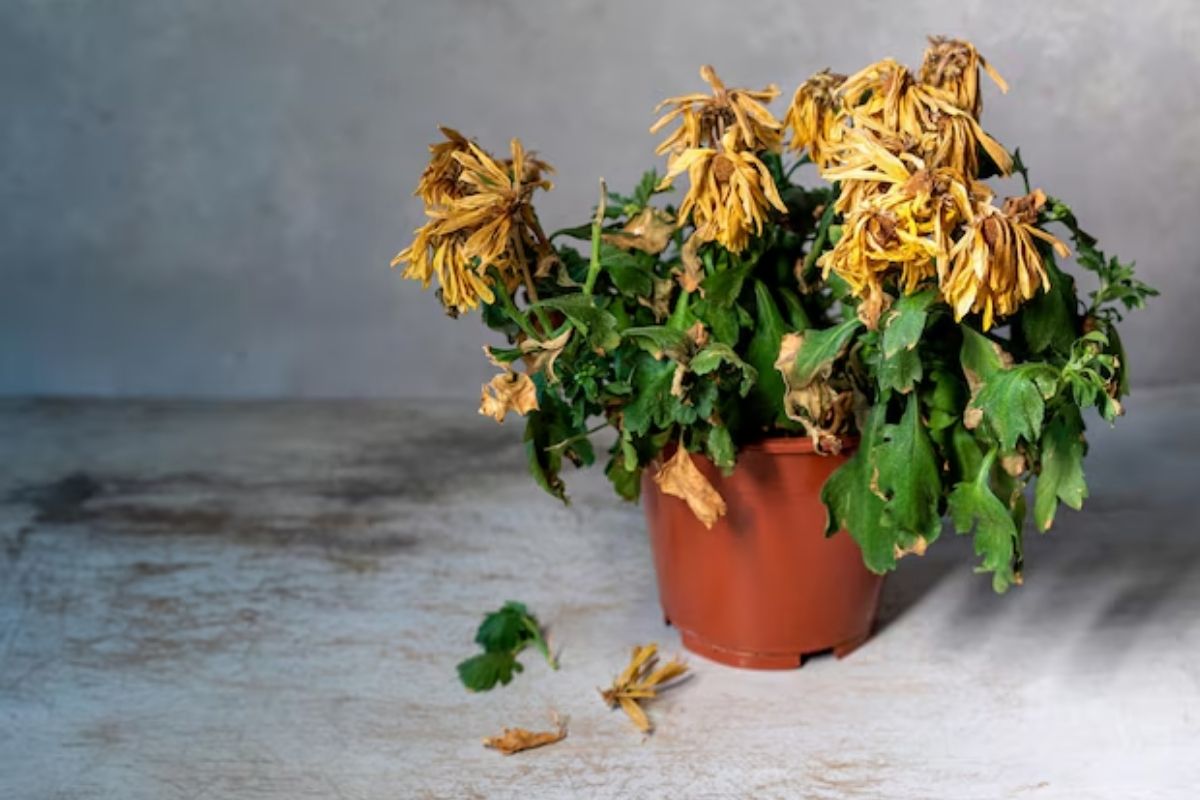 É assim que você pode evitar que plantas e flores em vaso murchem