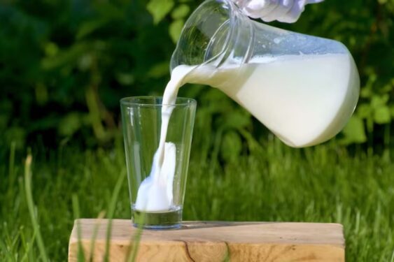 Por que você deve limpar essa planta com leite? limpar essa planta com leite