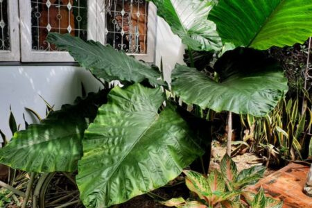 plantas são as mais difíceis de cuidar