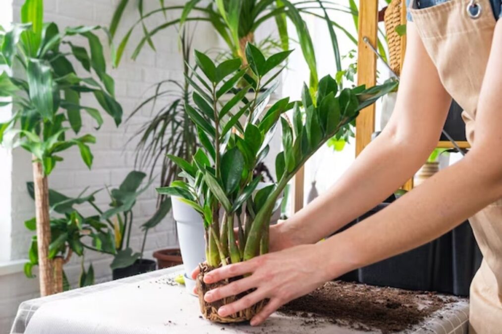 truque para plantas com papelão