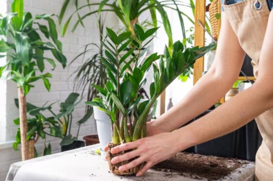 Jardineiro revela um truque para plantas com papelão que realmente funciona truque para plantas com papelão